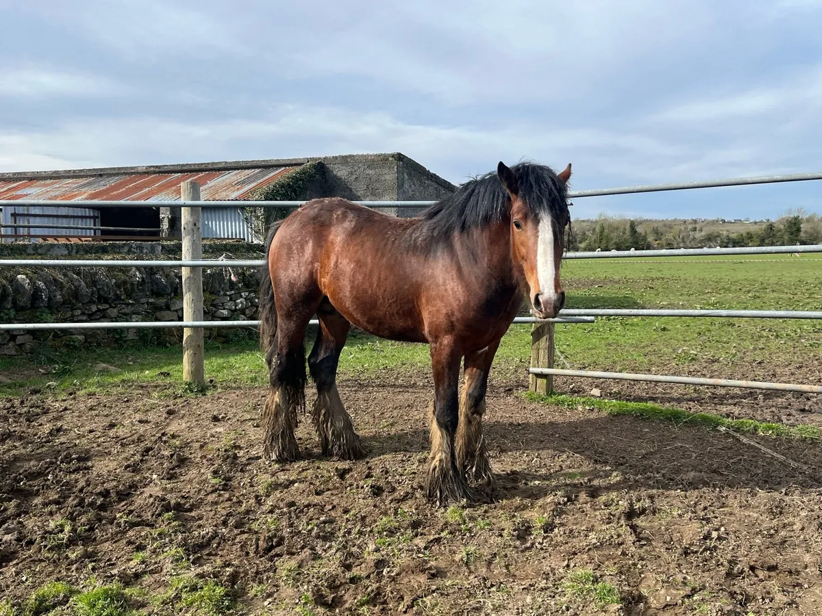 2 yr old Clydesdale Colt - Image 1