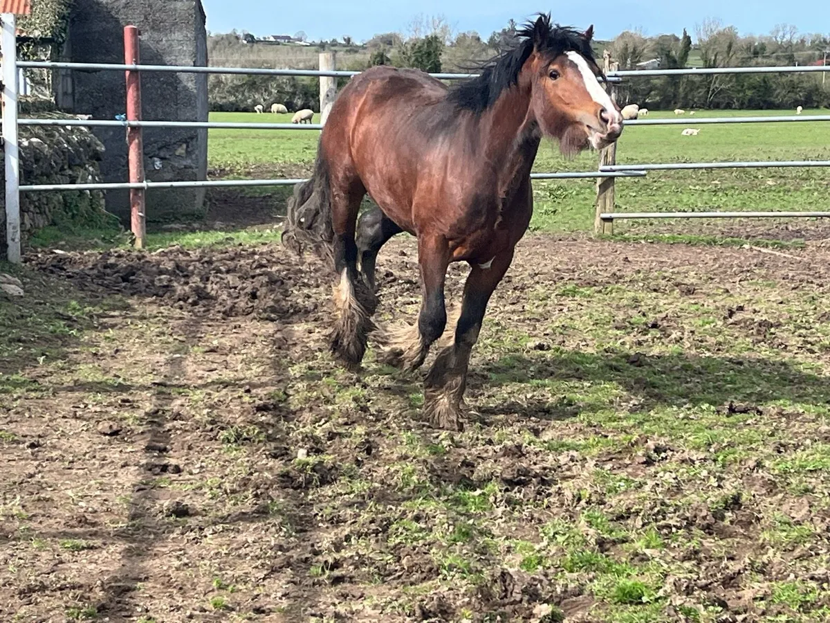 2 yr old Clydesdale Colt - Image 2