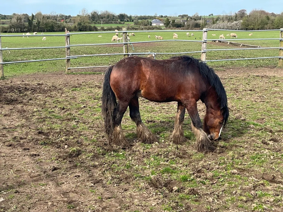 2 yr old Clydesdale Colt - Image 3