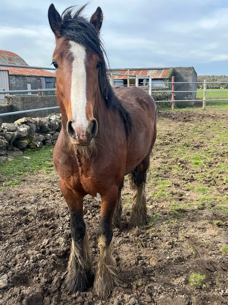 2 yr old Clydesdale Colt - Image 4