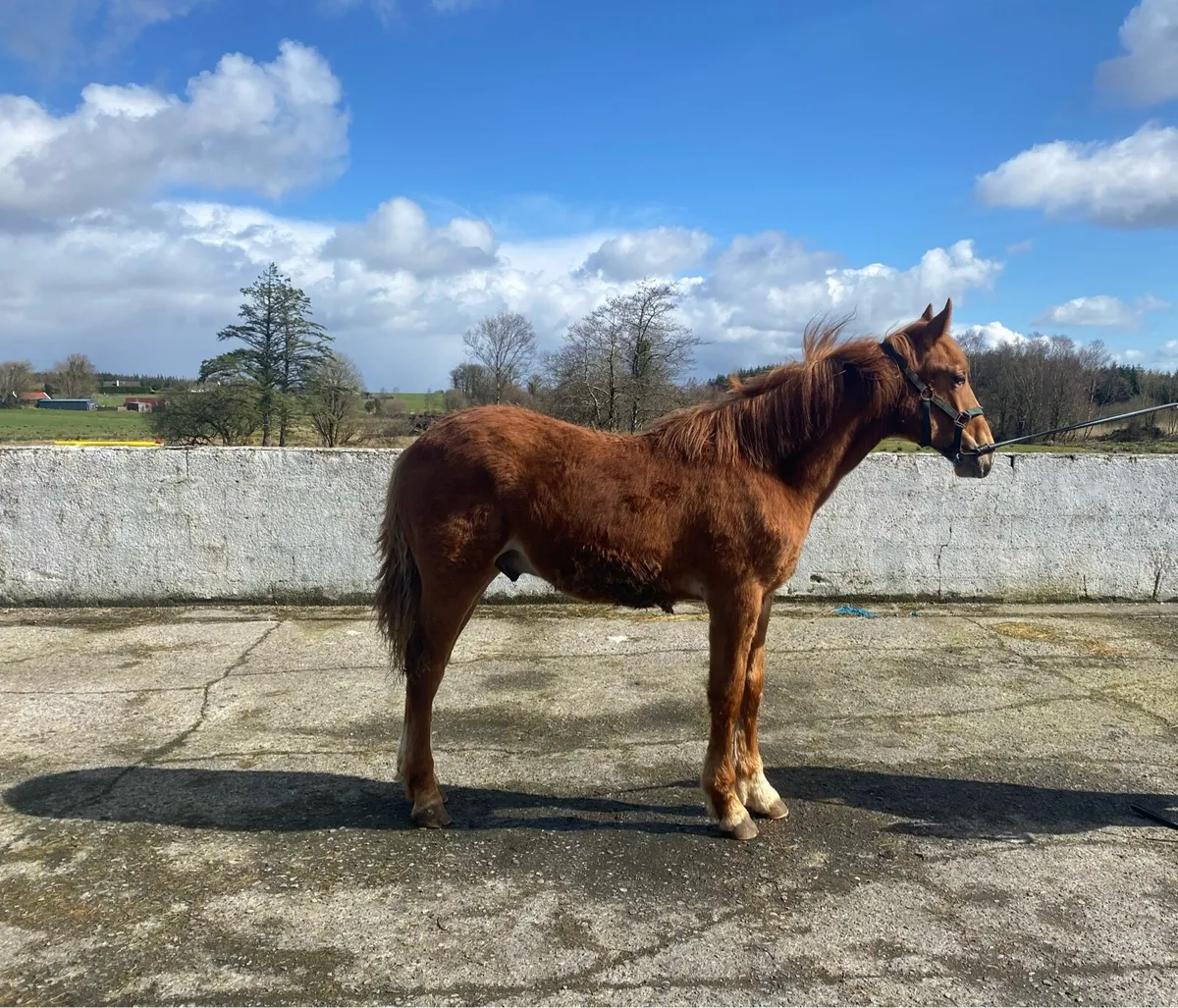 Irish Draught Colt Foal - Image 2