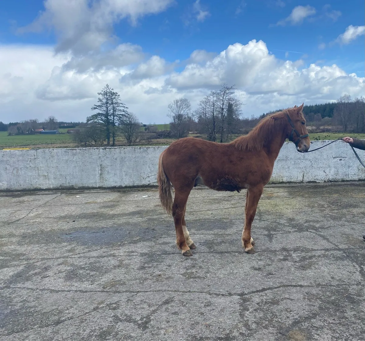 Irish Draught Colt Foal - Image 1