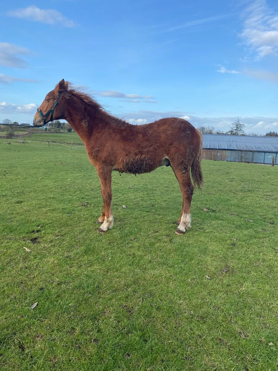 Irish Draught Colt Foal - Image 3