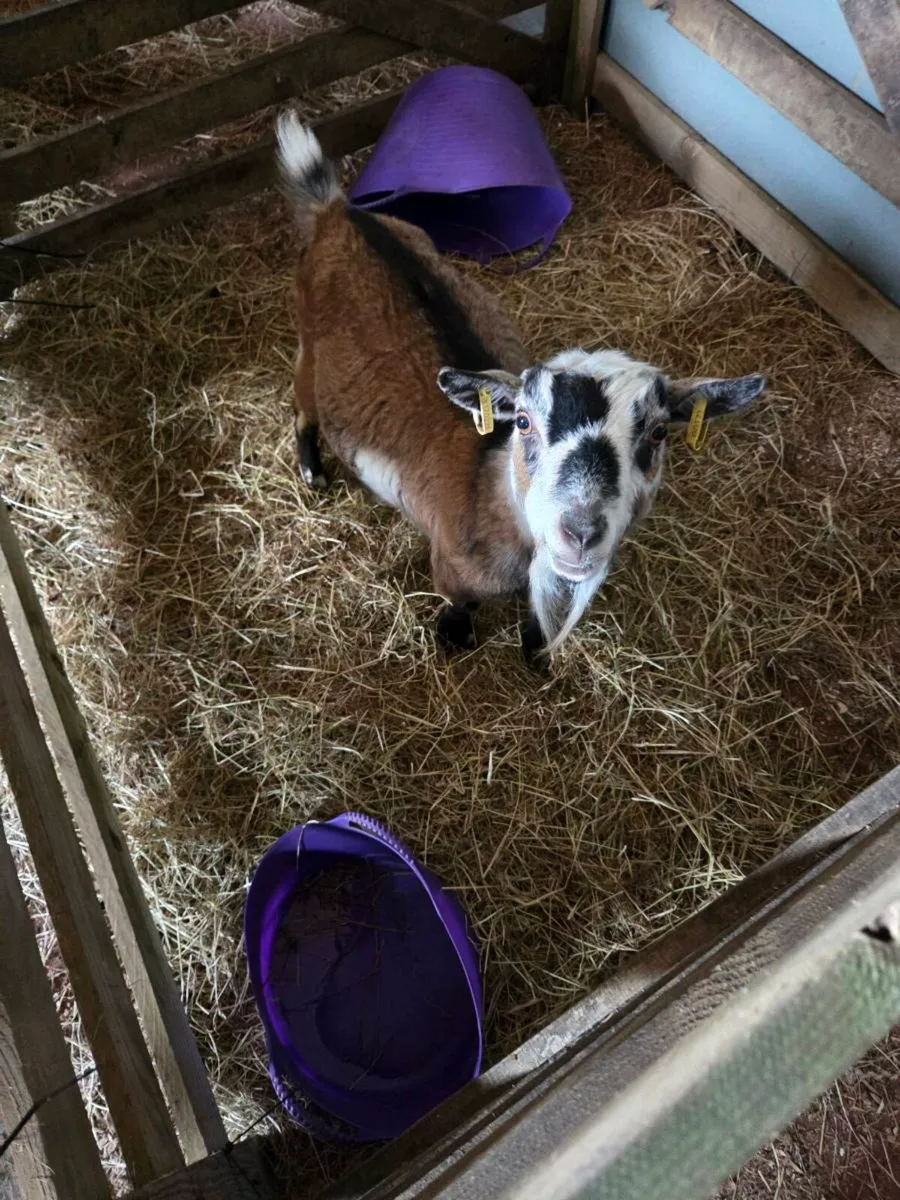 Coloured Female Pygmy Goat - Image 1