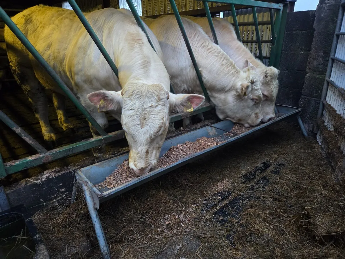 Pedigree Charolais Bull