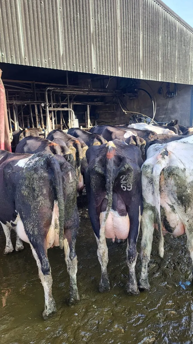 Dairy this Friday at noon in New Ross mart - Image 1