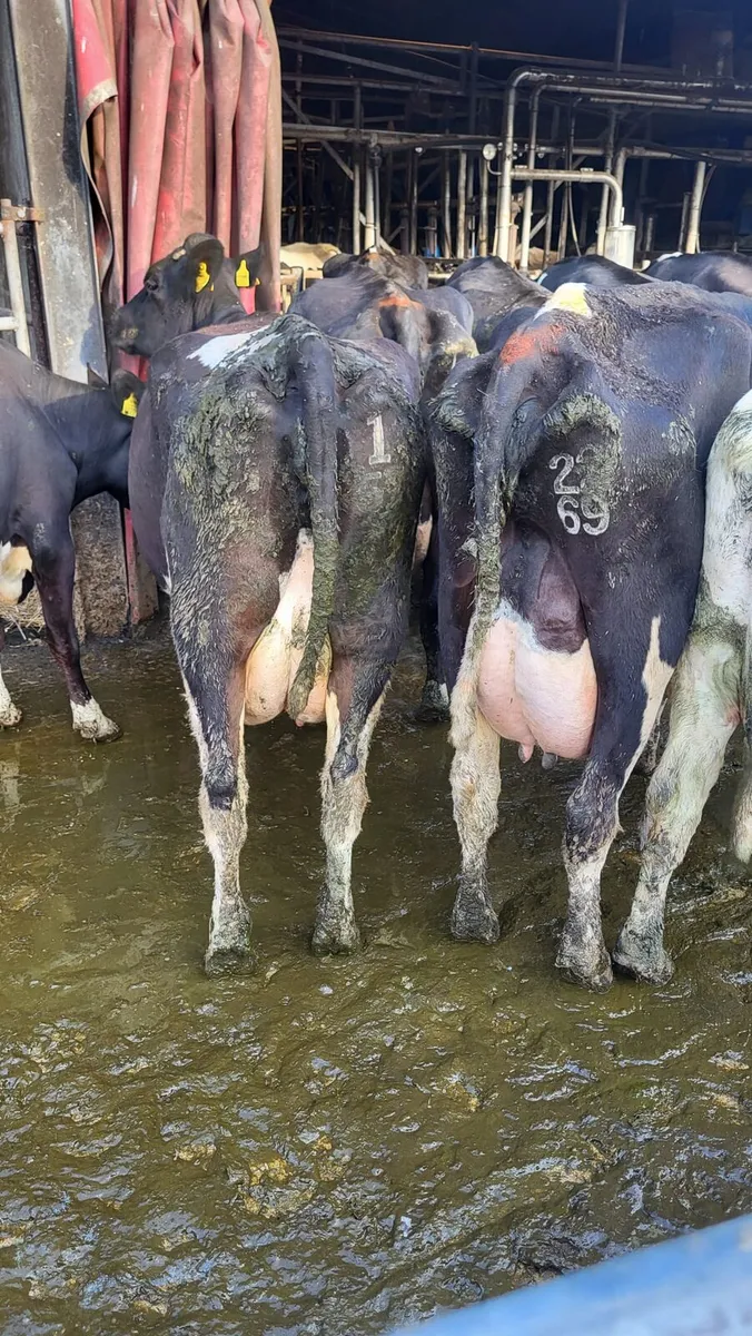 Dairy this Friday at noon in New Ross mart - Image 2