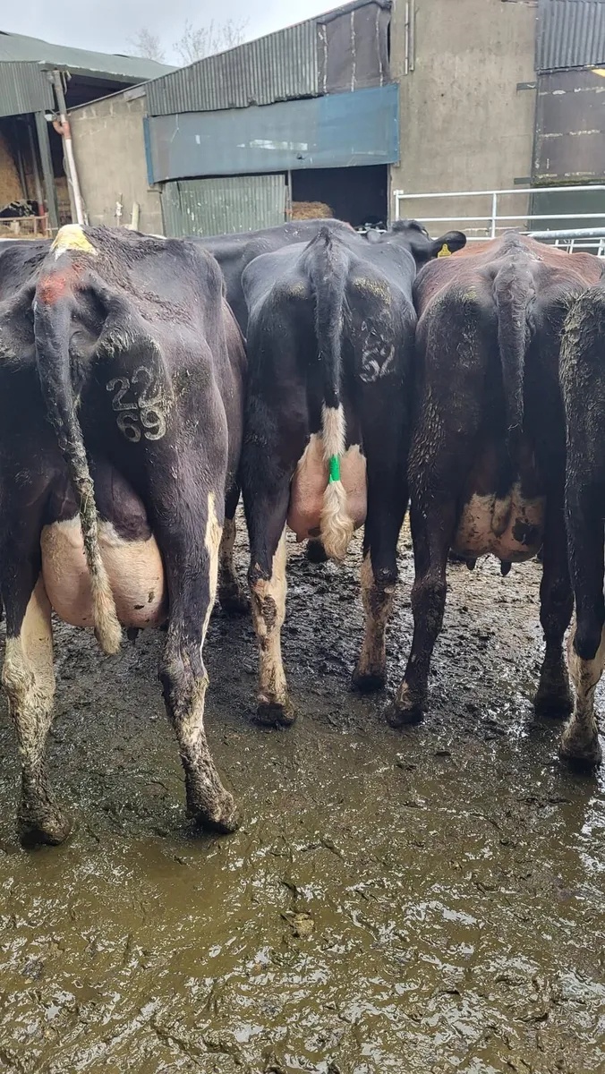 Dairy this Friday at noon in New Ross mart - Image 3