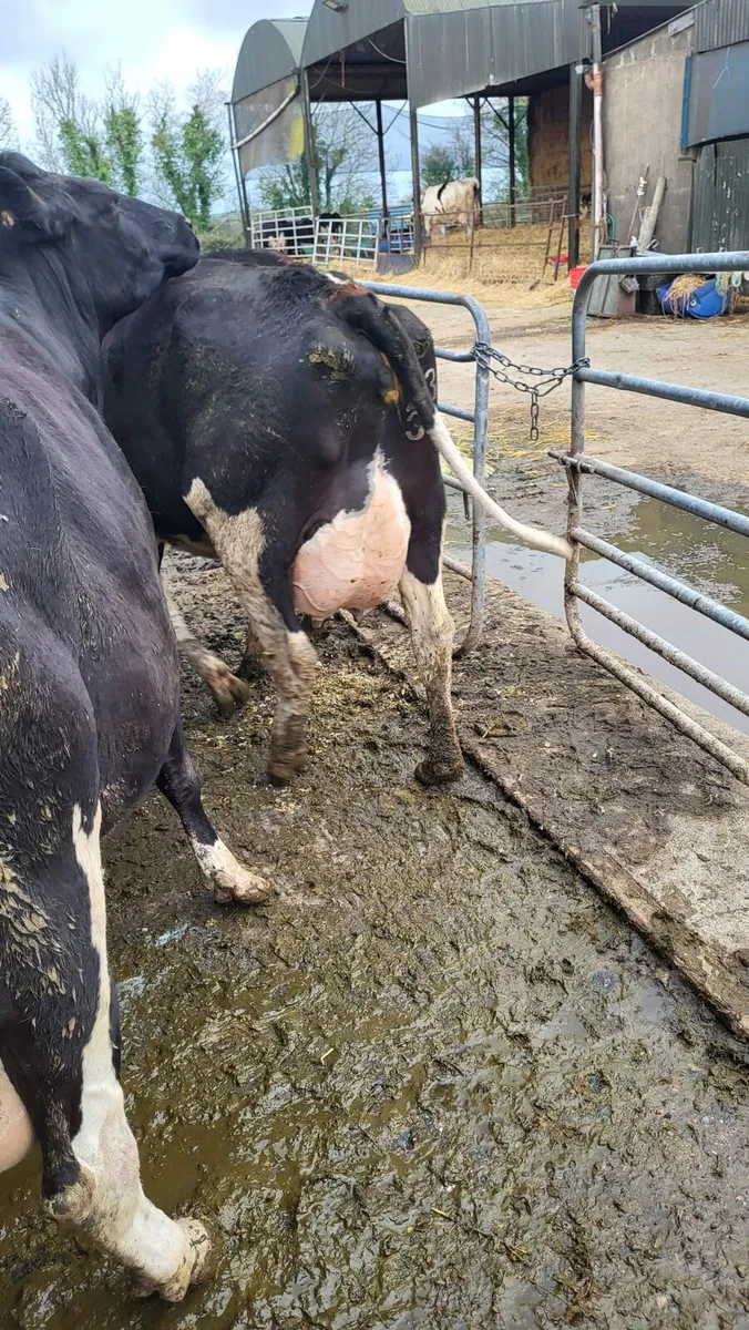 Dairy this Friday at noon in New Ross mart - Image 4