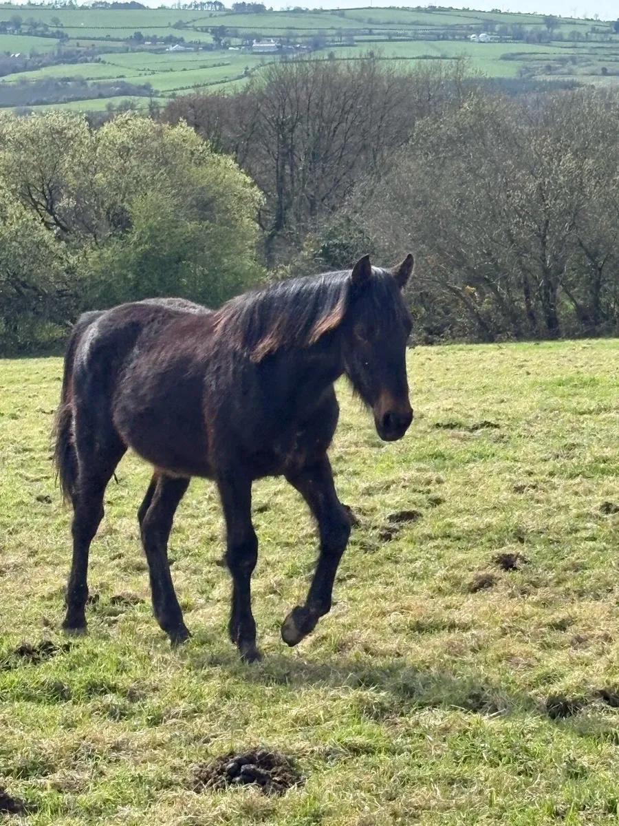 2 y/o mare and 11month colt - Image 2