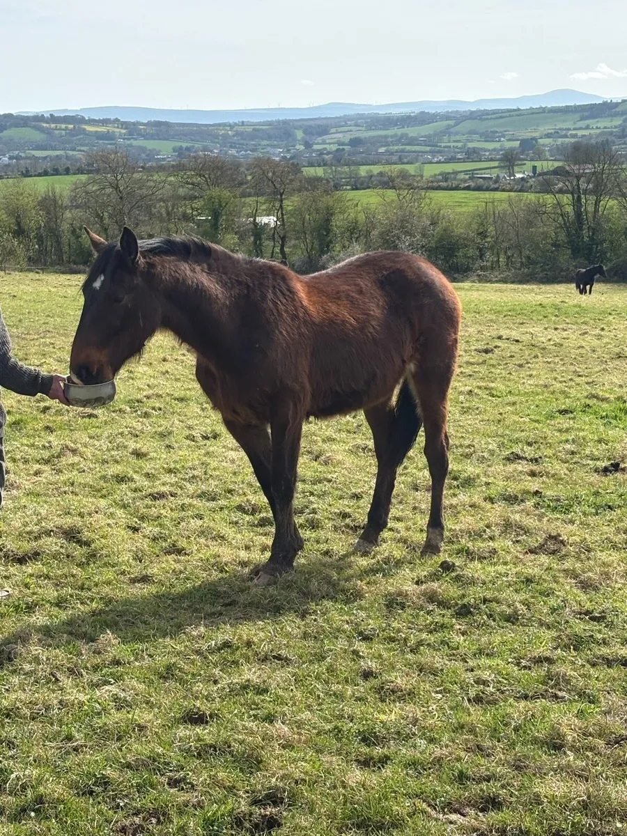 2 y/o mare and 11month colt - Image 3