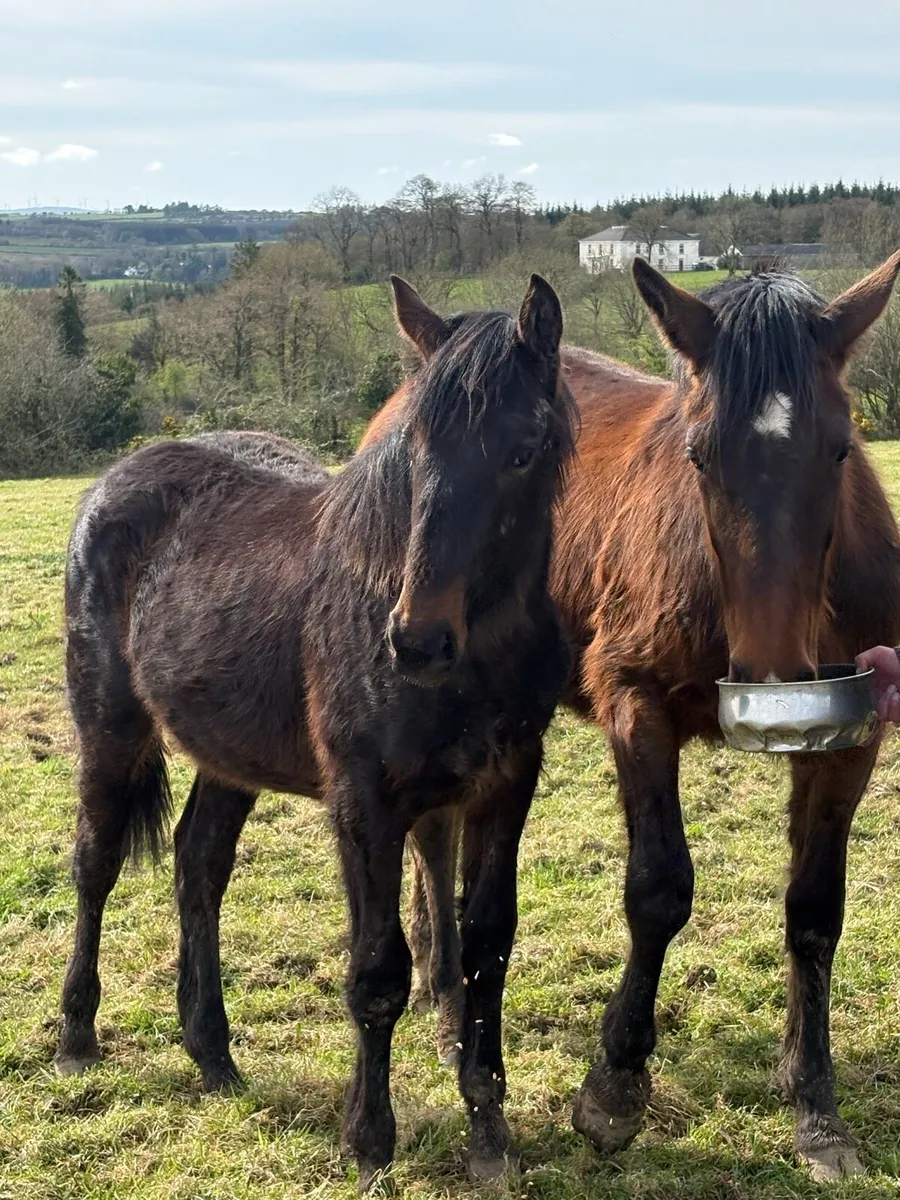 2 y/o mare and 11month colt - Image 1