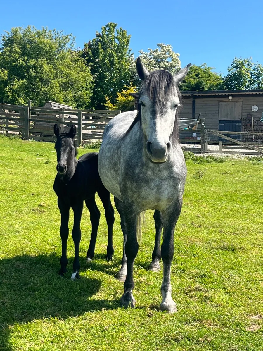 Connemara Mare - not in foal - Image 1