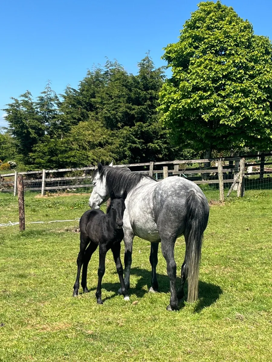 Connemara Mare - not in foal - Image 2