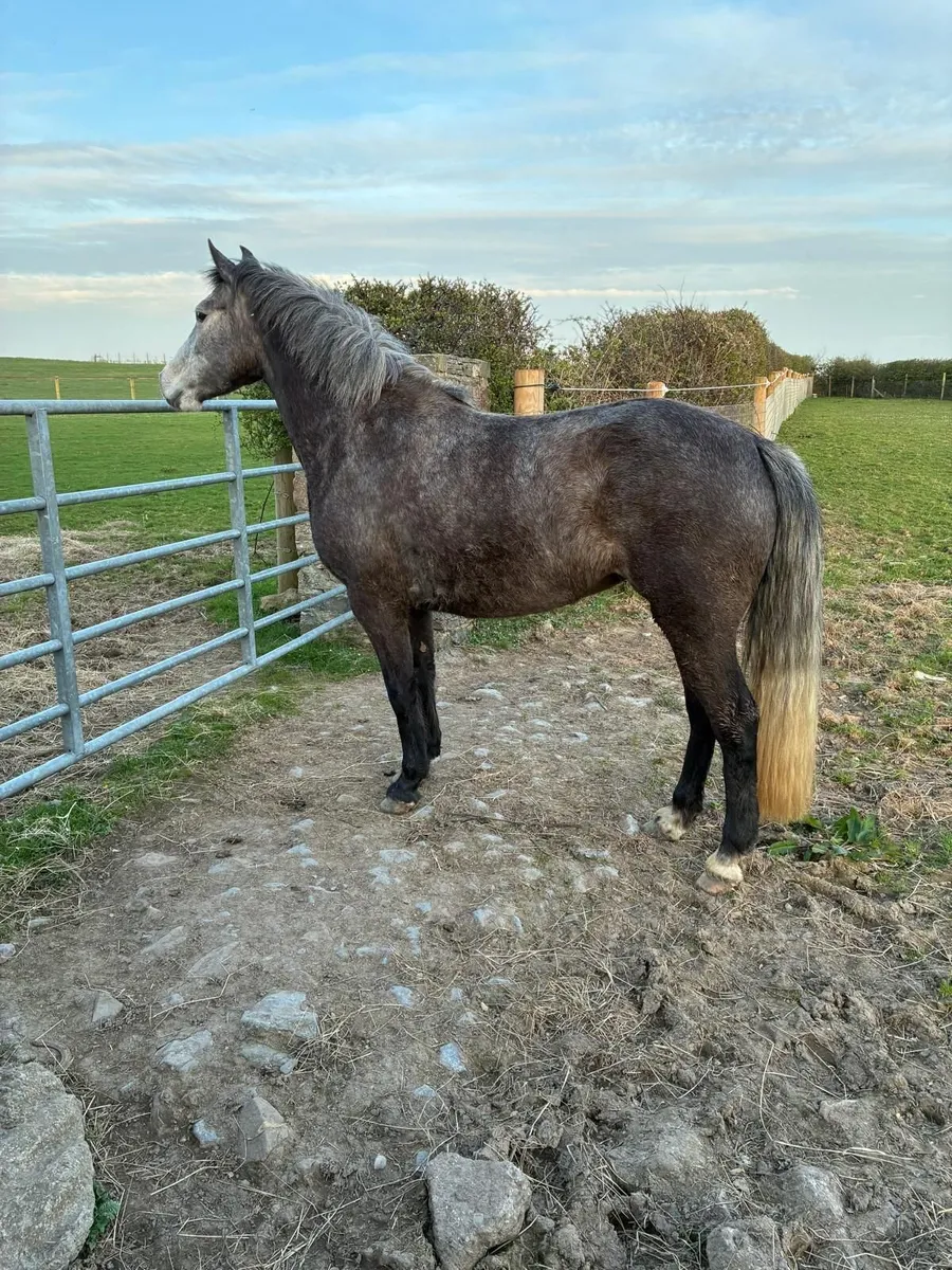 Connemara class 1 Pony - Image 1