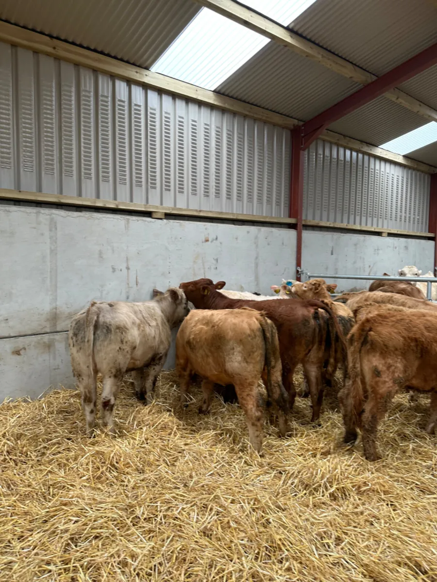 Charolais and lim heifers - Image 3