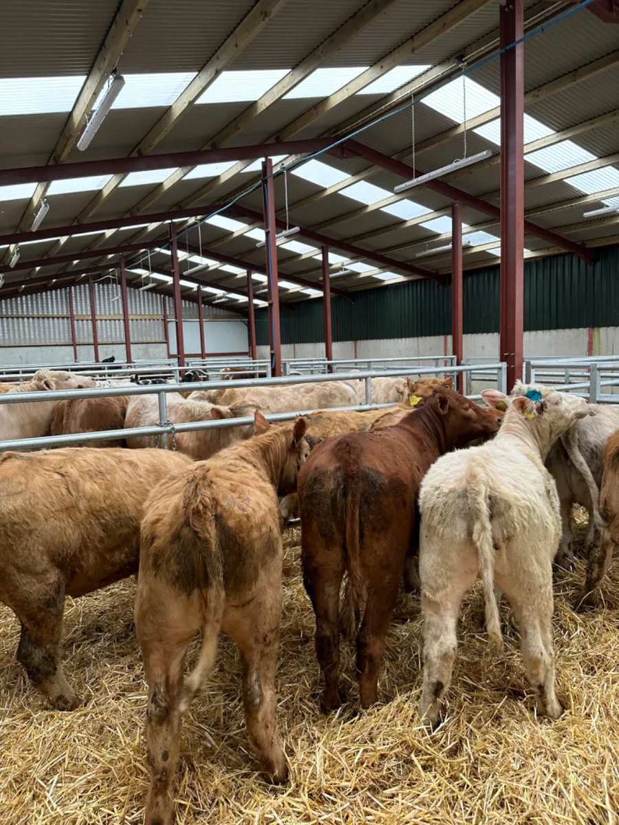 Charolais and lim heifers - Image 4