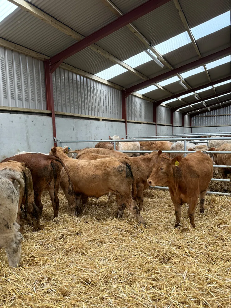 Charolais and lim heifers - Image 1
