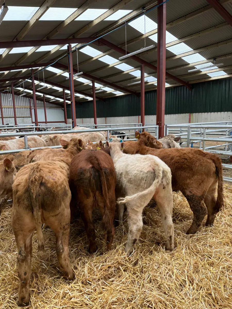 Charolais and lim heifers - Image 2