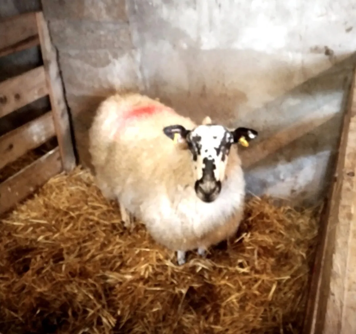 2yr old Foster ewe - Image 1