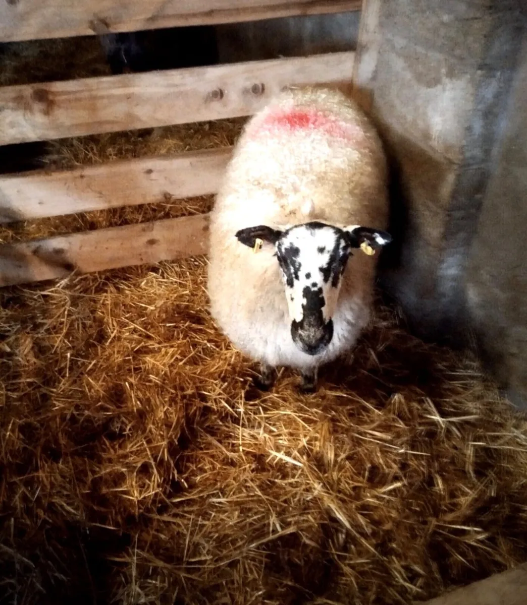 2yr old Foster ewe - Image 2