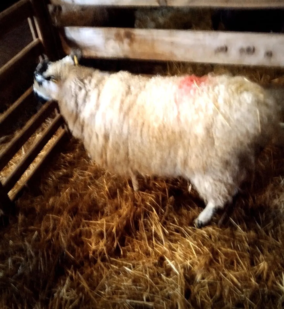 2yr old Foster ewe - Image 3