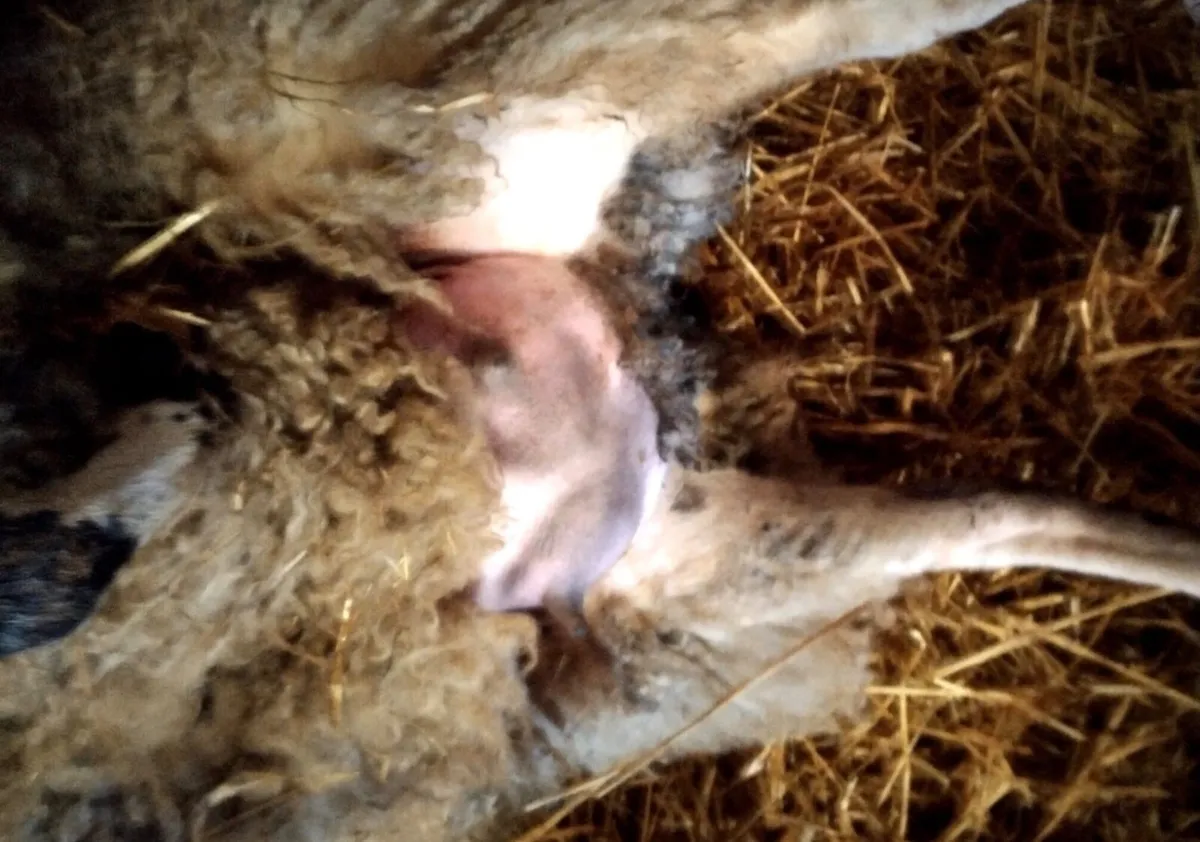 2yr old Foster ewe - Image 4