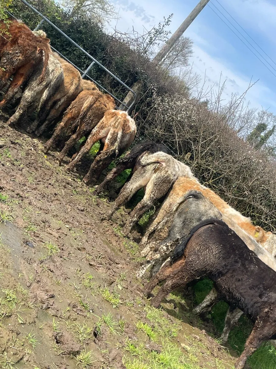 12 Charolais and limousin bullocks - Image 1