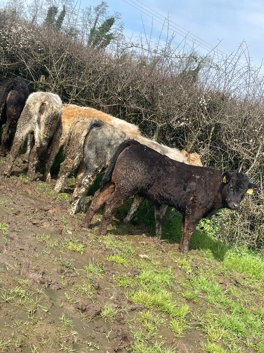 12 Charolais and limousin bullocks - Image 2