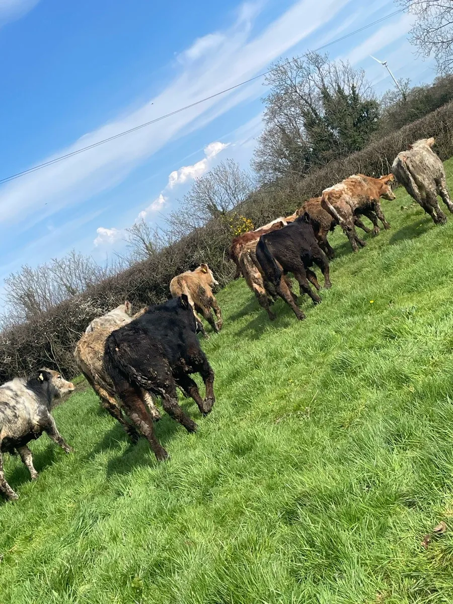 12 Charolais and limousin bullocks - Image 3