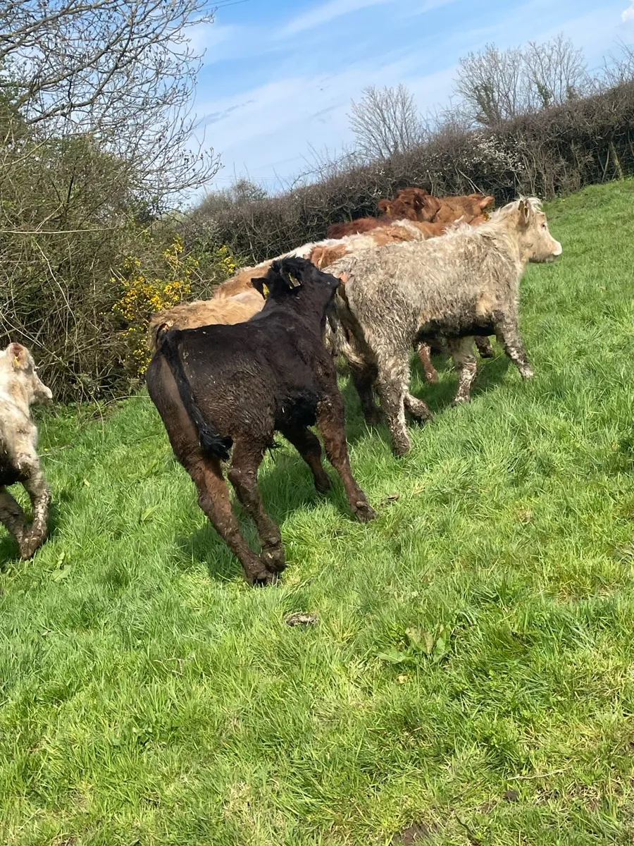 12 Charolais and limousin bullocks - Image 4