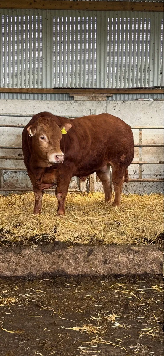 Limousin bull - Image 1