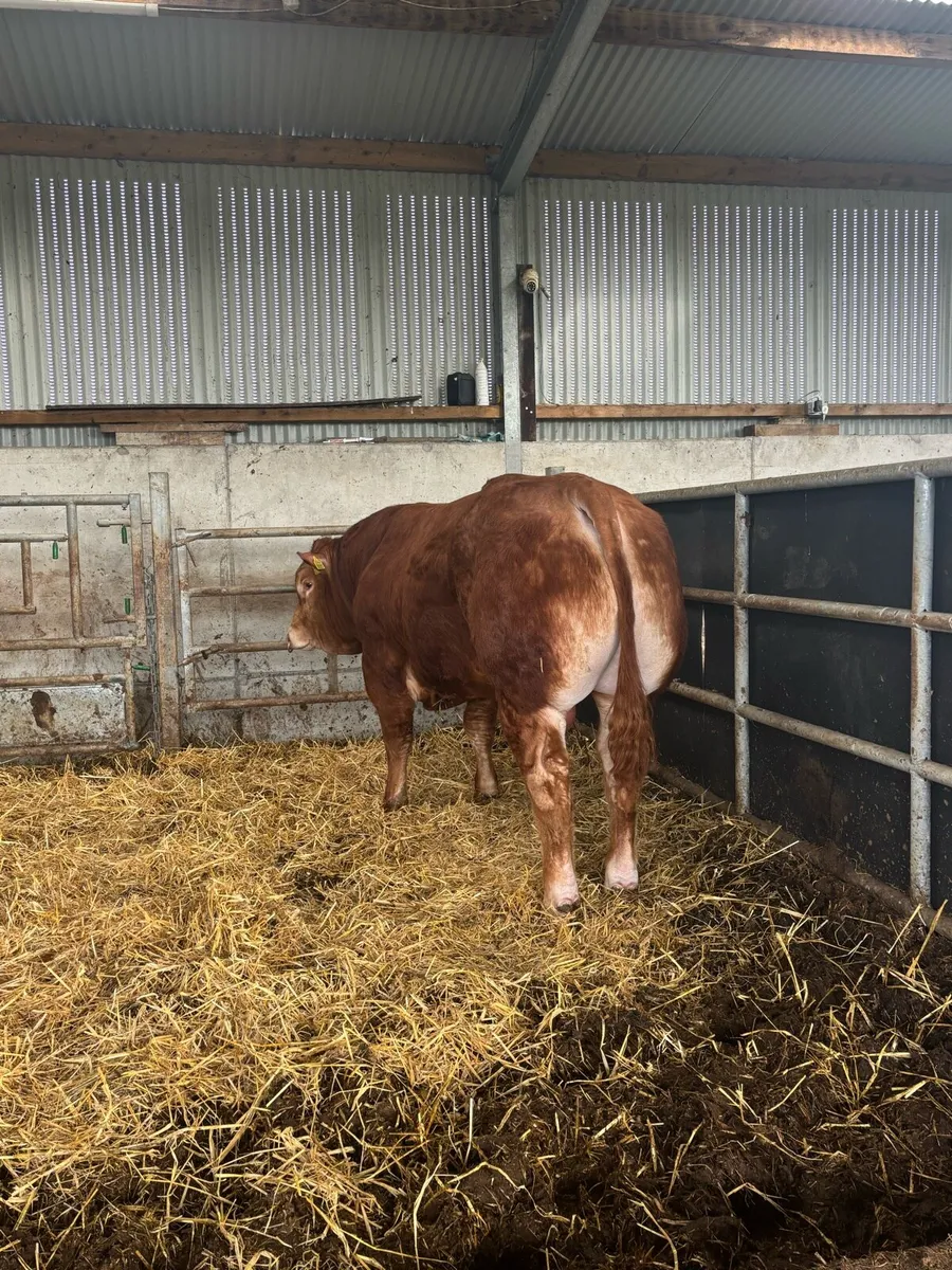 Limousin bull - Image 3