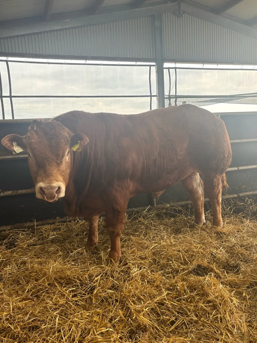 Limousin bull - Image 2