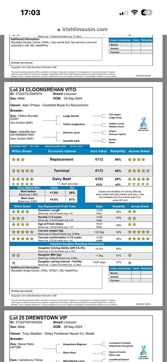 Limousin bull - Image 4