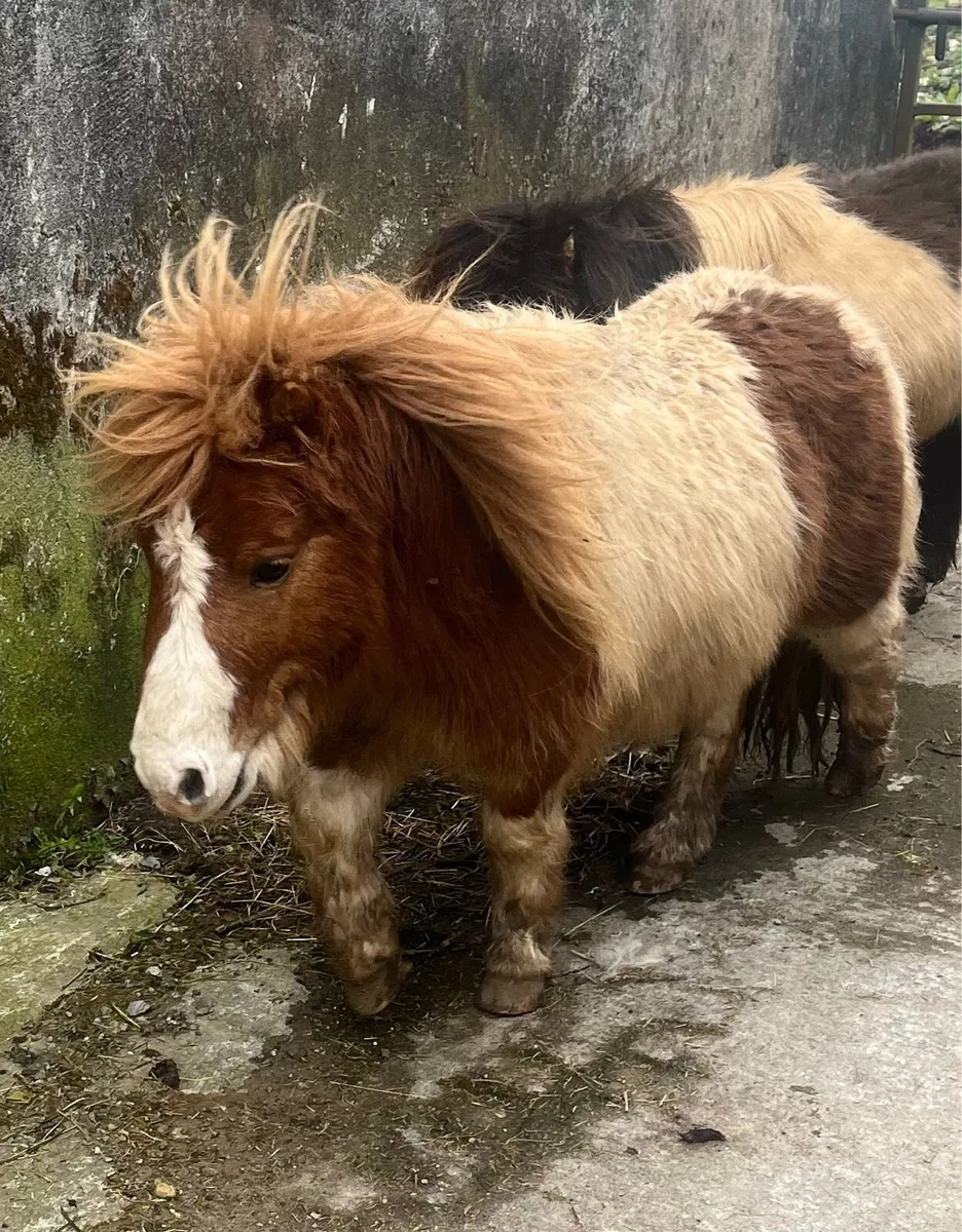 Miniature Stallion Ponies - Image 2