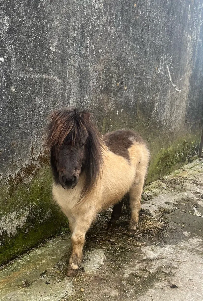 Miniature Stallion Ponies - Image 1