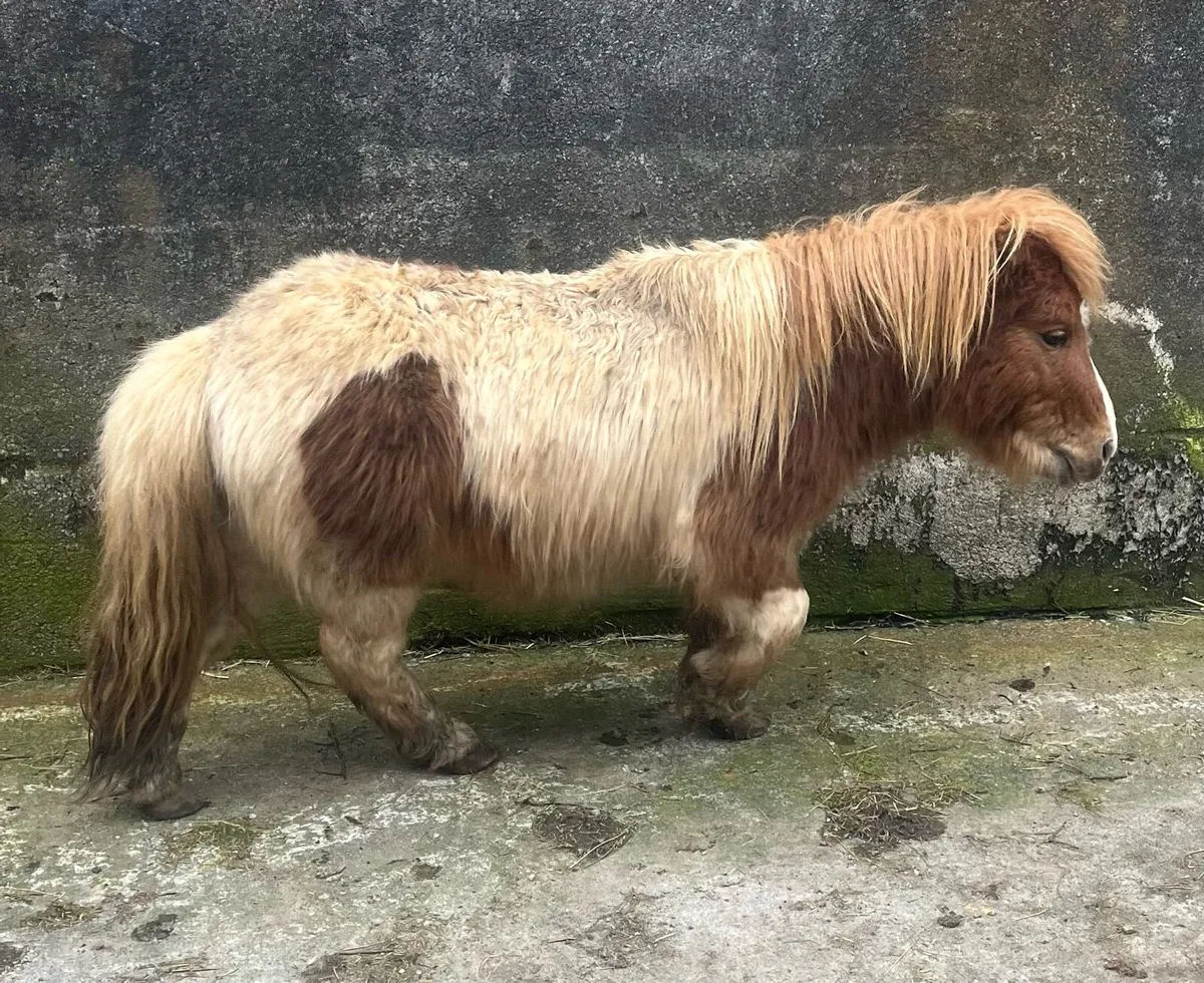 Miniature Stallion Ponies - Image 3