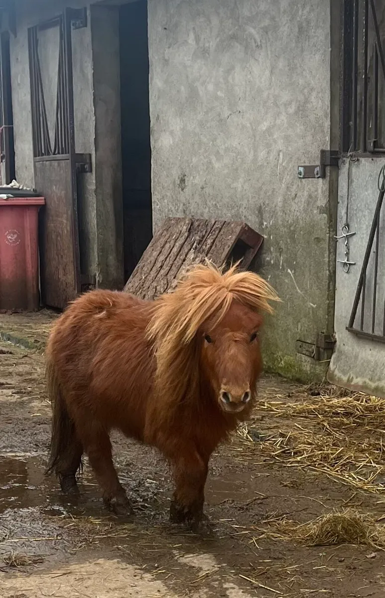 Miniature Stallion Ponies - Image 4
