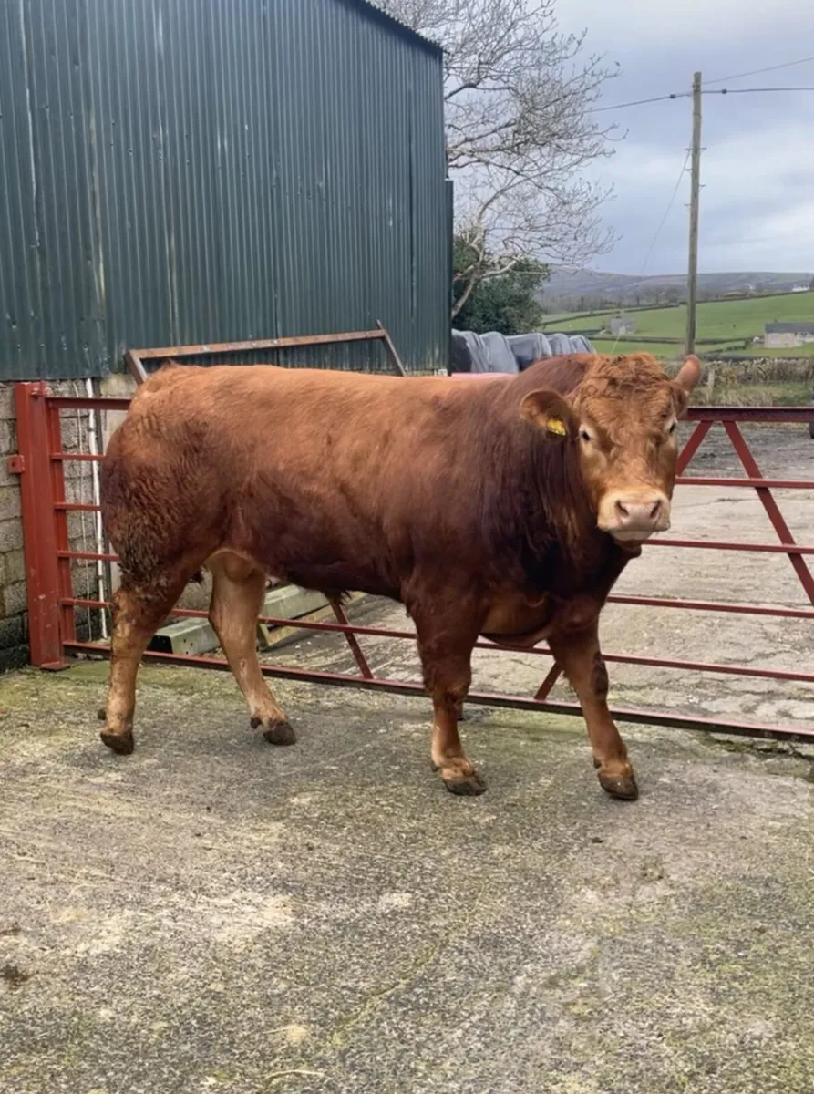 Pedigree Limousin Bulls & Heifers - Image 1