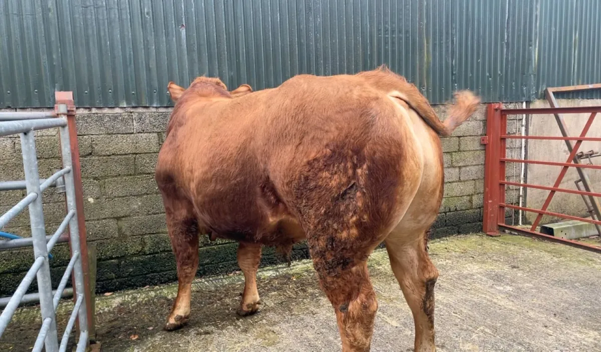 Pedigree Limousin Bulls & Heifers - Image 2