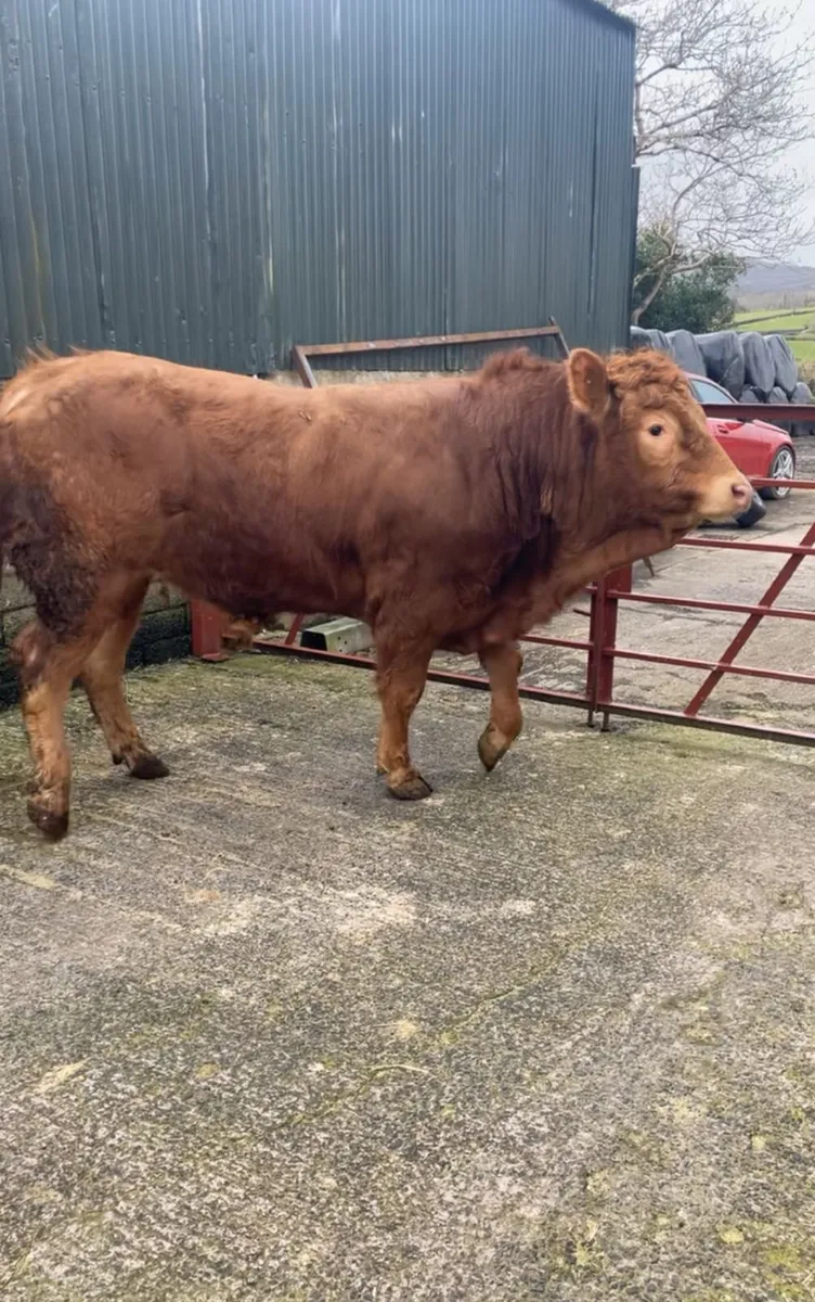 Pedigree Limousin Bulls & Heifers - Image 3