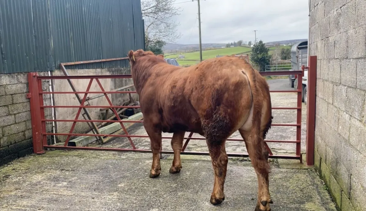 Pedigree Limousin Bulls & Heifers - Image 4