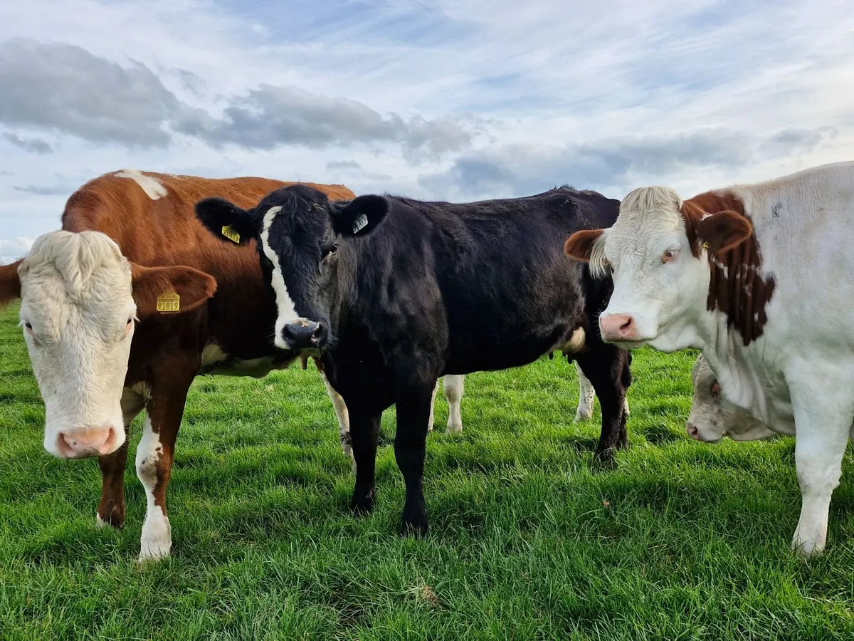 Cows and calves - Image 2