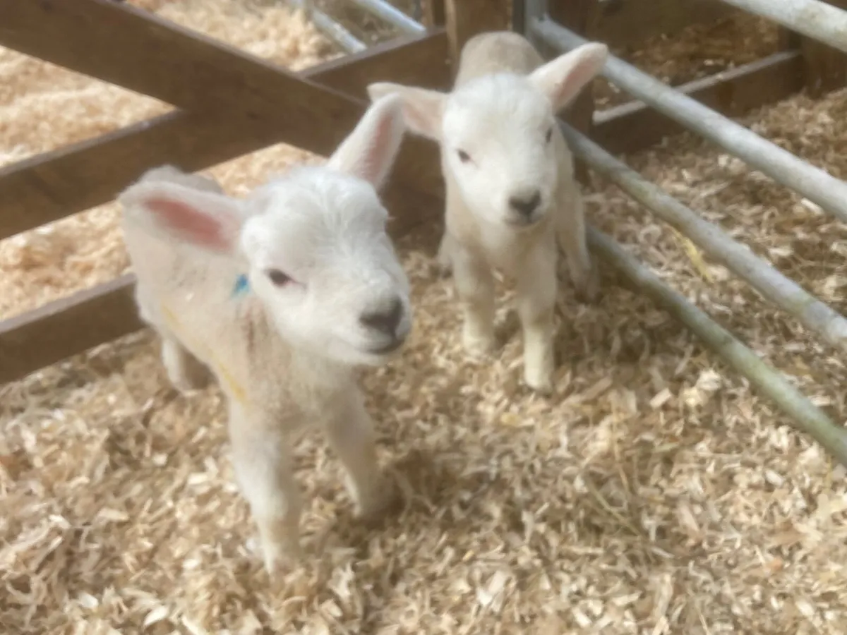 Lambs for sale Fintona - Image 1