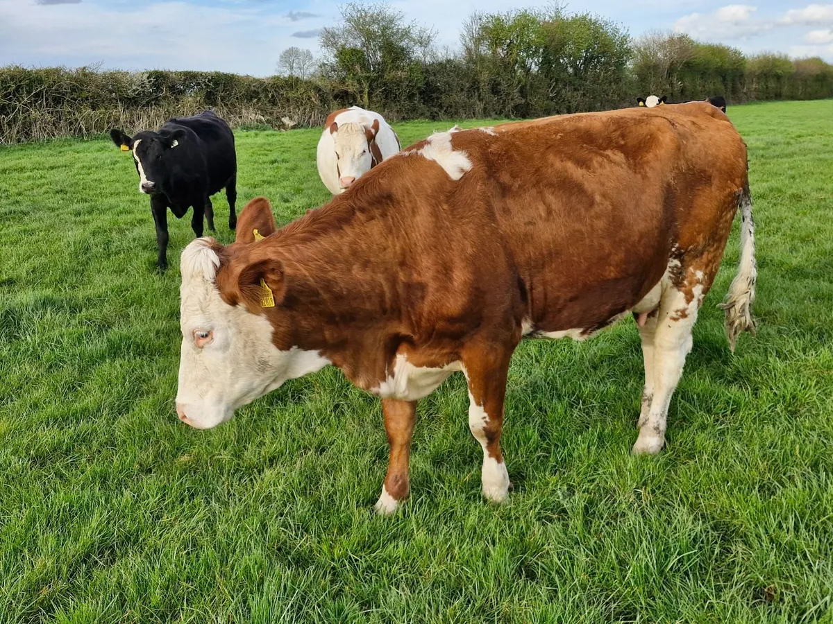 Cows and calves - Image 3