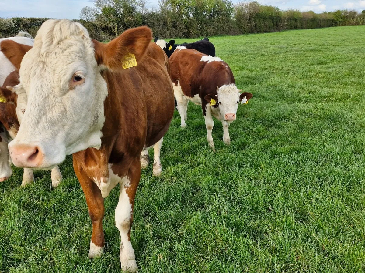 Cows and calves - Image 4