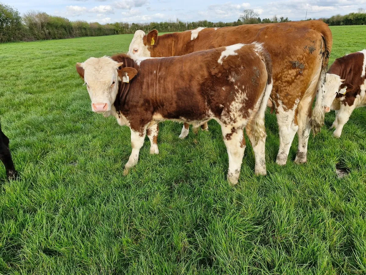 Cows and calves - Image 1