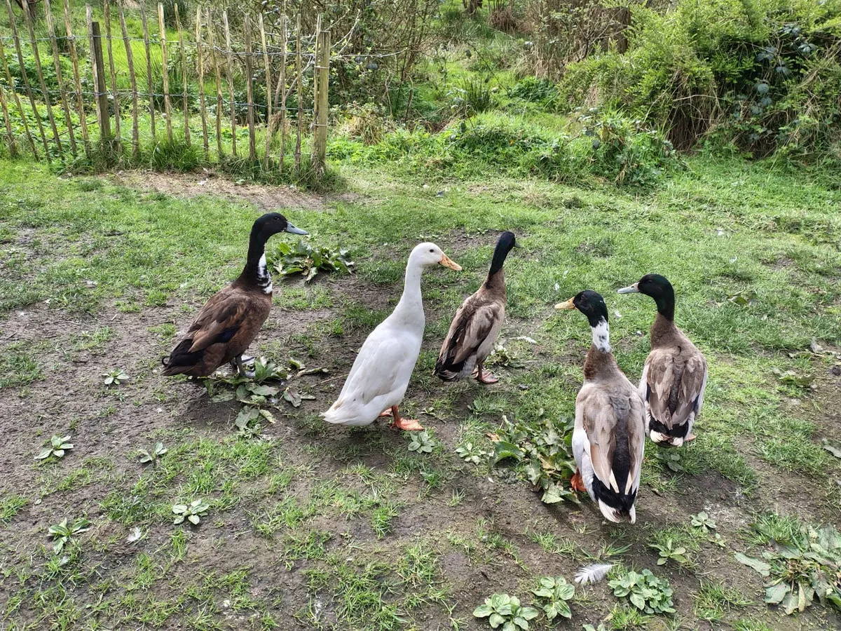 Male ducks - Image 1