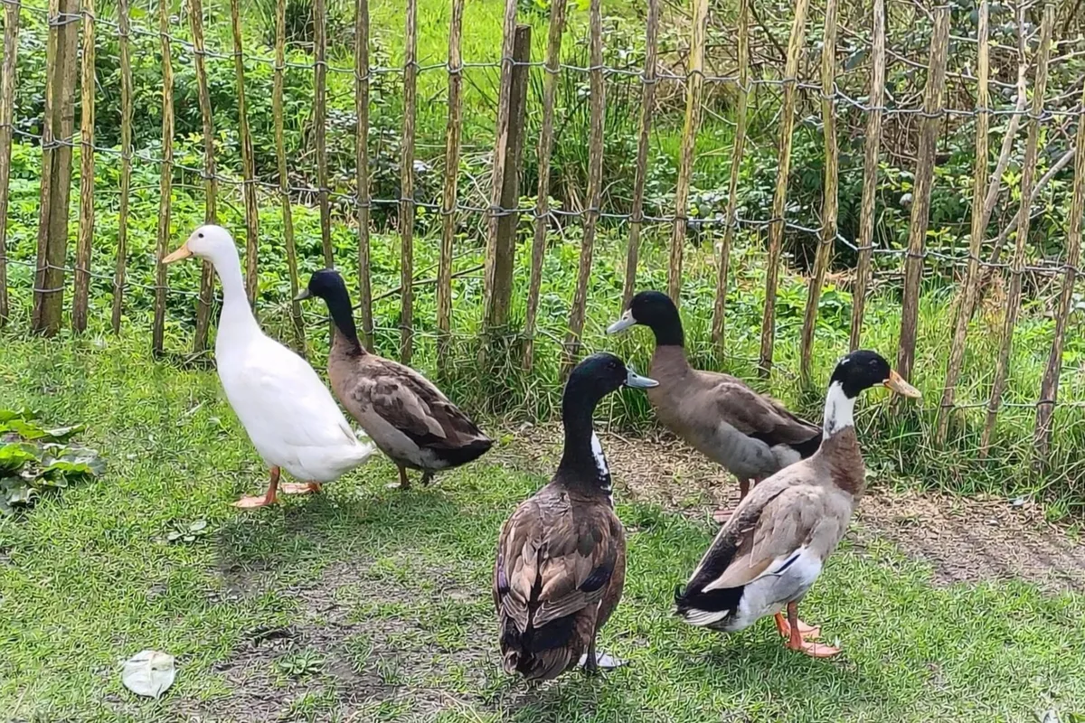 Male ducks - Image 2